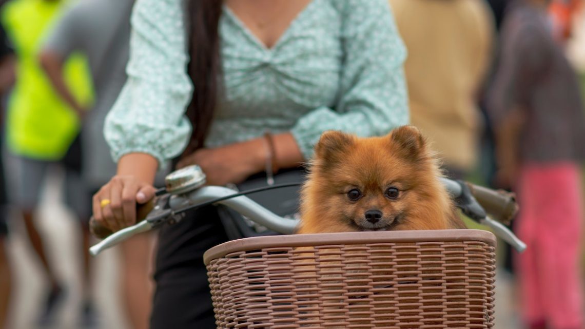 Panier à vélo pour chien : que doit-on savoir absolument ?